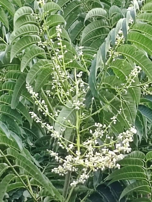 香椿树开花预示着什么?花期、寓意与养护全解析 香椿树开花预示着什么?花期、寓意与养护全解析