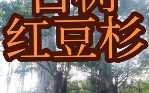 红豆杉公母怎么分？3分钟看懂雌雄树区别，养对才挂果