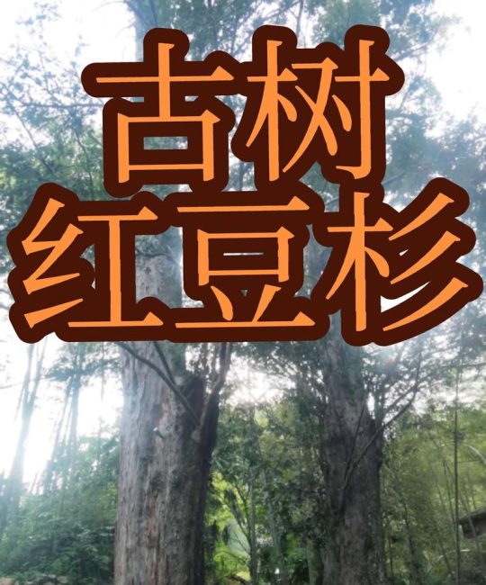 红豆杉公母怎么分？3分钟看懂雌雄树区别，养对才挂果
