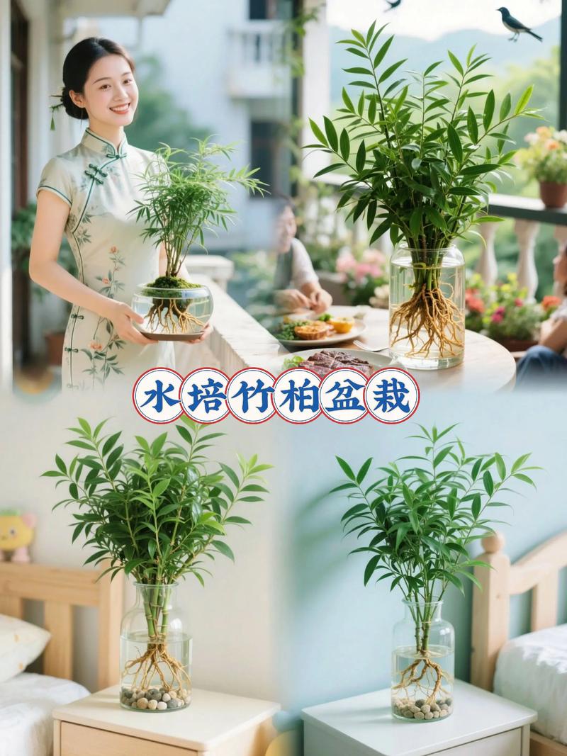 芦竹是水生植物吗?挺水特性详解与种植养护指南 芦竹是典型的挺水植物