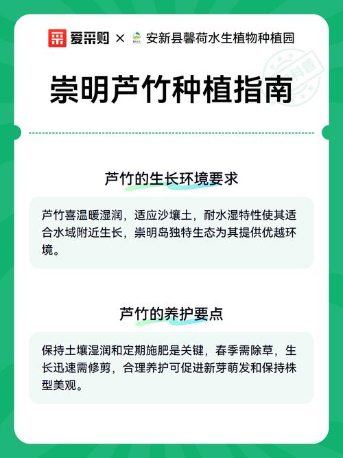 芦竹是水生植物吗?挺水特性详解与种植养护指南 芦竹生长所需的水深与基质条件
