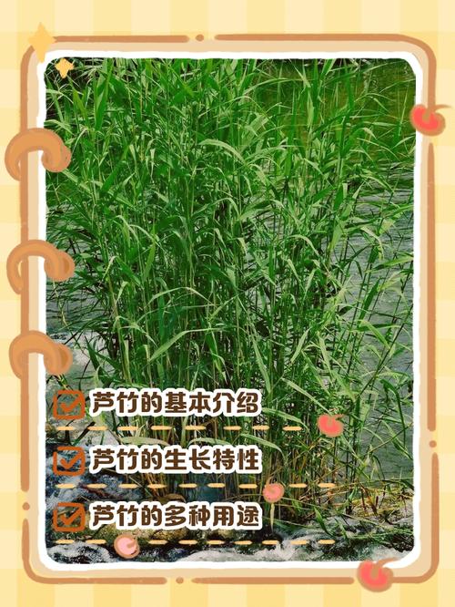 芦竹是水生植物吗?挺水特性详解与种植养护指南 芦竹在池塘和河道中的景观配置建议