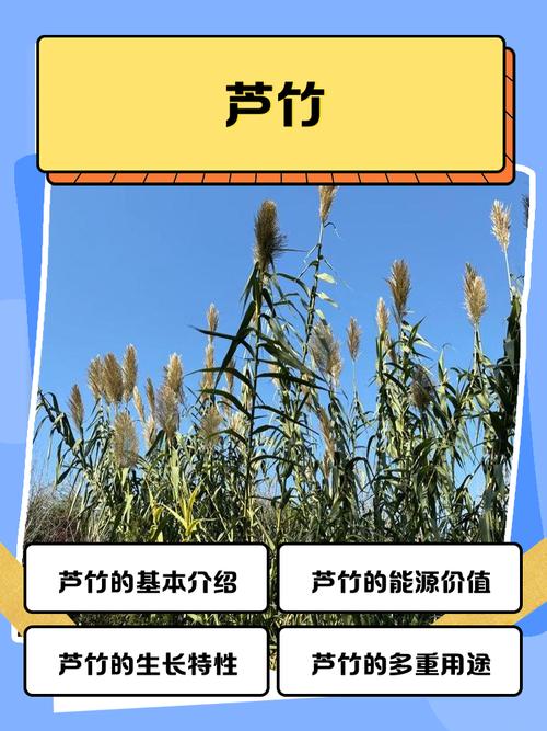 芦竹是水生植物吗?挺水特性详解与种植养护指南 芦竹的越冬管理方案