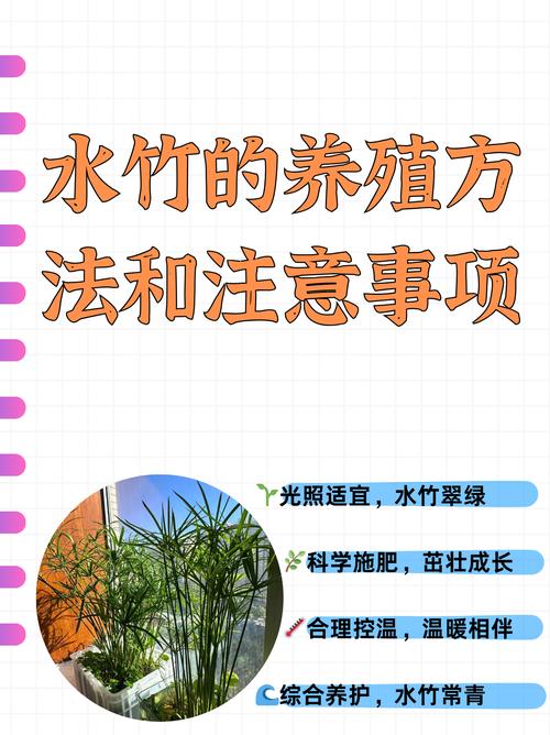 芦竹是水生植物吗?挺水特性详解与种植养护指南 正确的种植步骤与密度