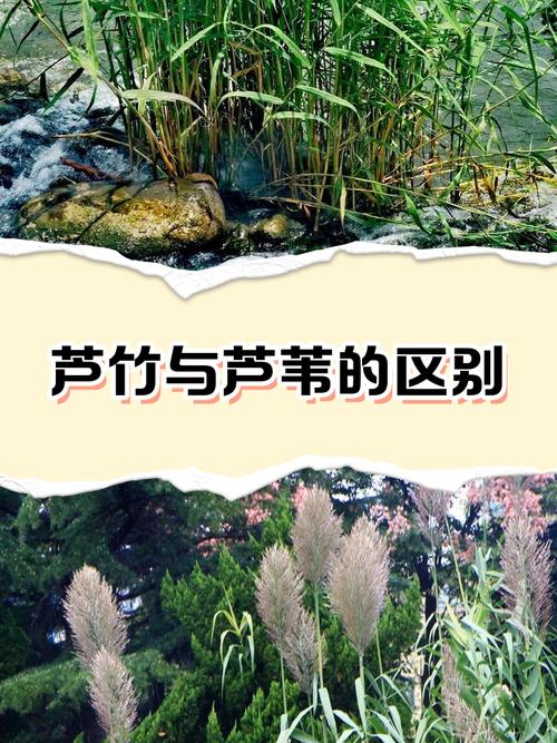 芦竹是水生植物吗?挺水特性详解与种植养护指南 扩繁控制与入侵风险注意