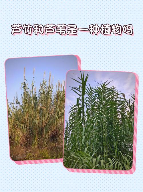 芦竹是水生植物吗?挺水特性详解与种植养护指南 常见问题FAQ