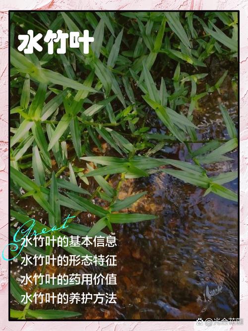 芦竹是水生植物吗?挺水特性详解与种植养护指南 总结