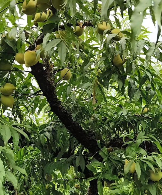 鹰嘴桃几月份成熟？种植与养护全指南