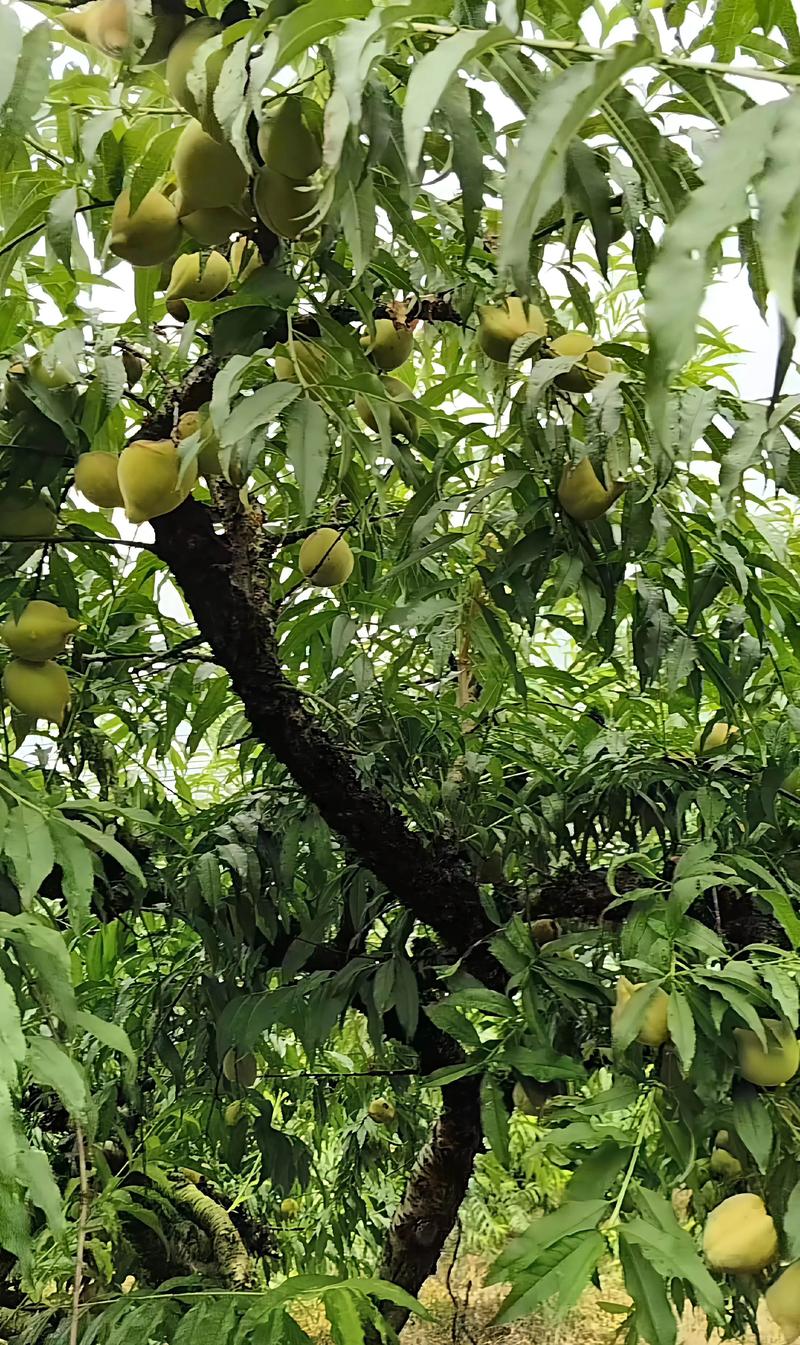 鹰嘴桃几月份成熟?种植与养护全指南 鹰嘴桃几月份成熟?种植与养护全指南