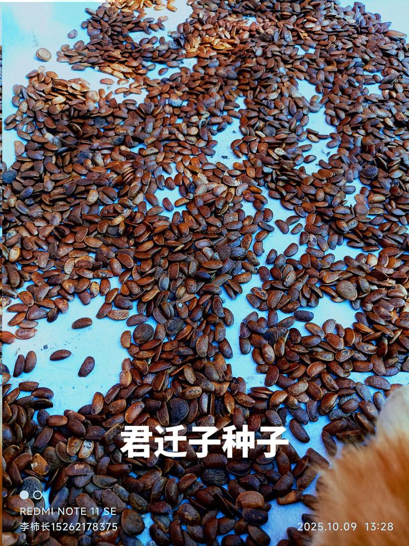 柿子树嫁接砧木选择全攻略:君迁子、本砧与野柿的适配性分析 其他可尝试砧木:油柿、金弹子、老鸦柿(不推荐商业化)