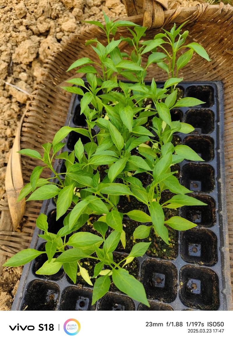 辣椒苗什么时候栽最合适?一看就懂的种植时间指南 不同地区的栽种时间参考