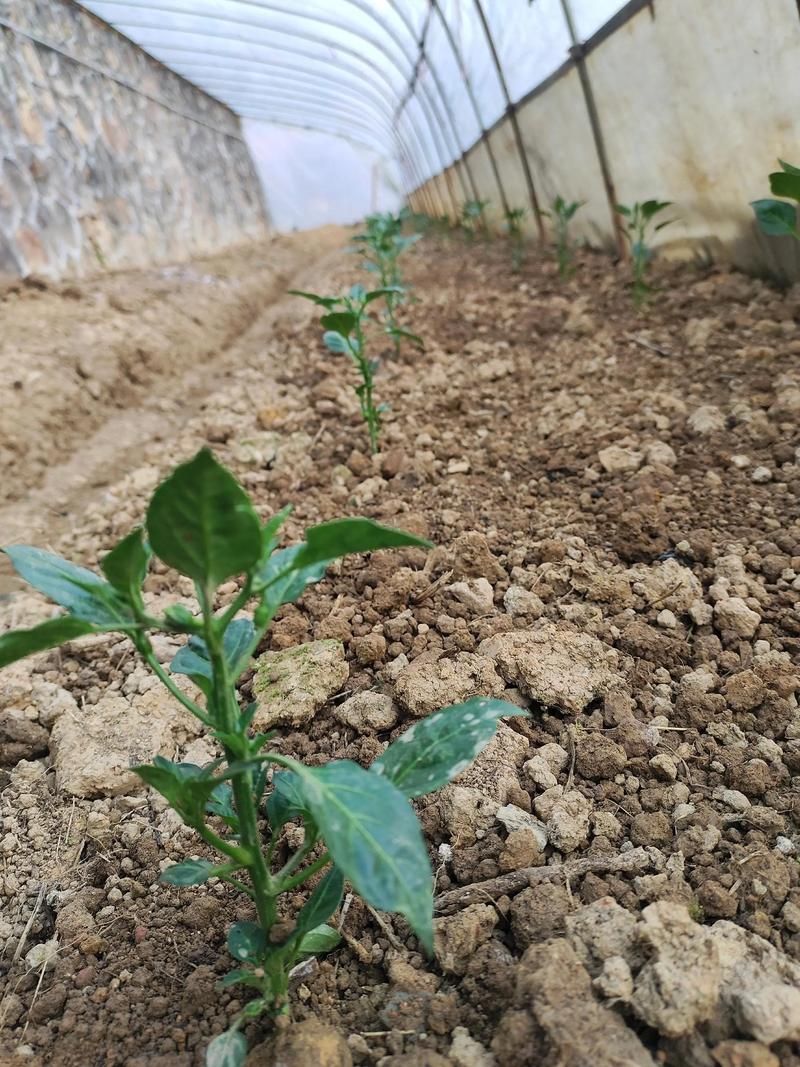 辣椒苗什么时候栽最合适?一看就懂的种植时间指南 总结:把握“三看”原则