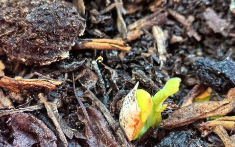 菠萝蜜核怎么种能发芽？家庭种植与果园培育全流程指南