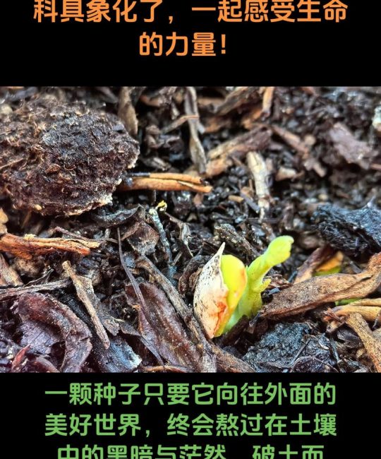 菠萝蜜核怎么种能发芽？家庭种植与果园培育全流程指南