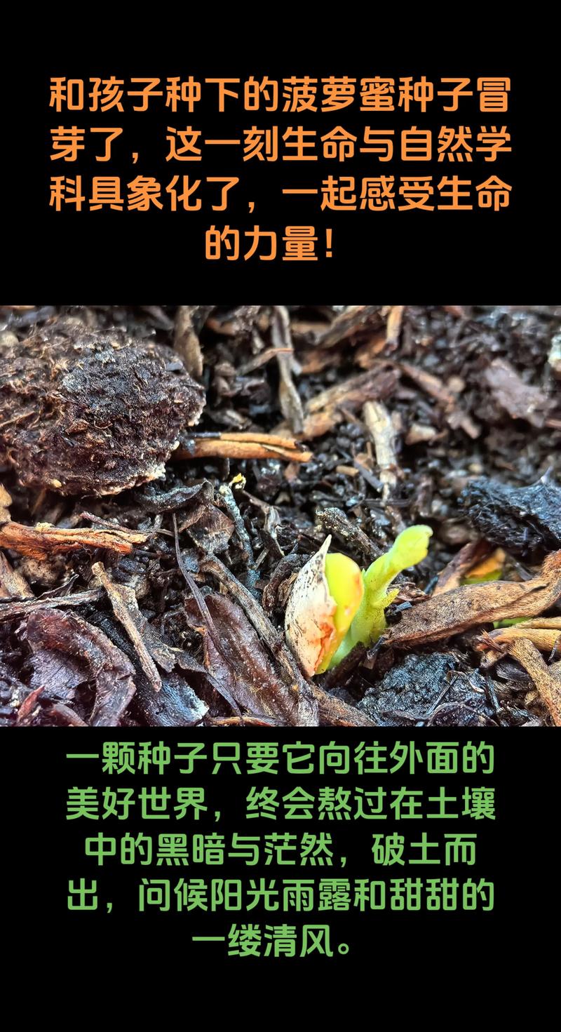菠萝蜜核怎么种能发芽?家庭种植与果园培育全流程指南 菠萝蜜核怎么种能发芽?家庭种植与果园培育全流程指南