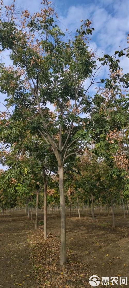 栾树10公分价格多少钱一棵?2026年最新市场报价与选购指南 季节与采购时机