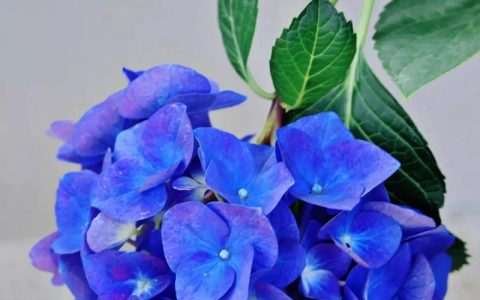 蓝色绣球花的花语和寓意是什么？蓝色绣球花怎么养才变蓝？