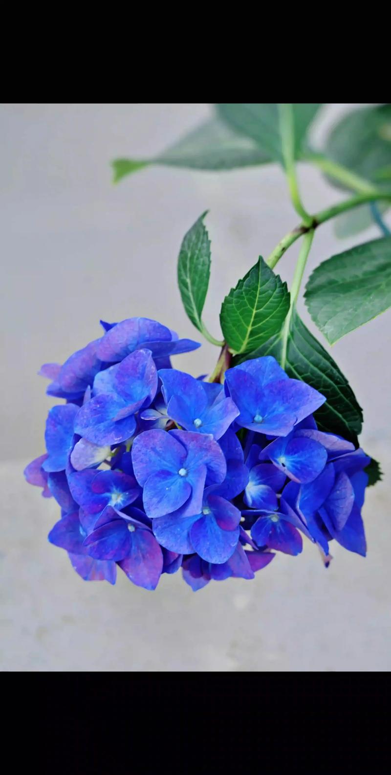 蓝色绣球花的花语和寓意是什么?蓝色绣球花怎么养才变蓝? 蓝色绣球花的花语和寓意是什么?蓝色绣球花怎么养才变蓝?