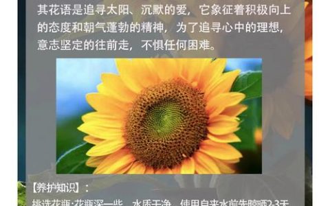 太阳花代表什么意思——从花语寓意到养护全攻略，新手也能四季爆花