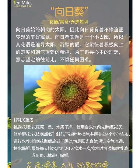 太阳花代表什么意思——从花语寓意到养护全攻略，新手也能四季爆花