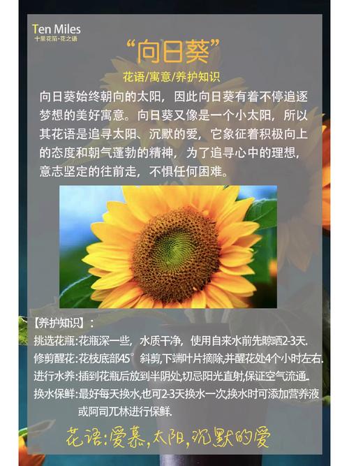 太阳花代表什么意思——从花语寓意到养护全攻略,新手也能四季爆花 太阳花的核心参数与养护要点