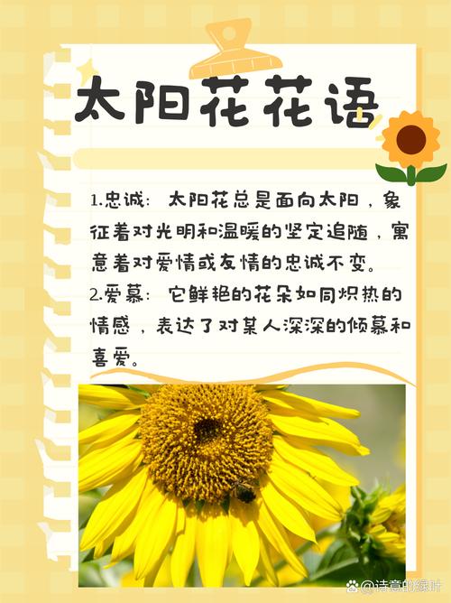 太阳花代表什么意思——从花语寓意到养护全攻略,新手也能四季爆花 光照与水肥精准方案