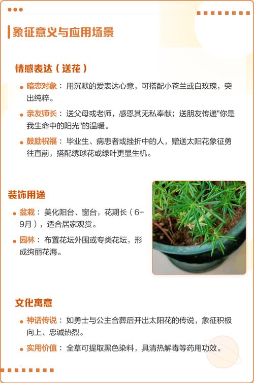 太阳花代表什么意思——从花语寓意到养护全攻略,新手也能四季爆花 修剪促花系统指导