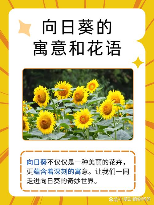 太阳花代表什么意思——从花语寓意到养护全攻略,新手也能四季爆花 盆栽/地栽选择决策