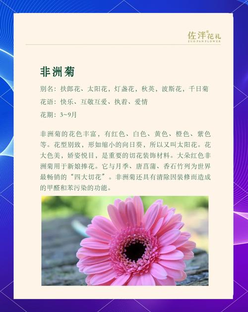太阳花代表什么意思——从花语寓意到养护全攻略,新手也能四季爆花 越冬与越夏管理