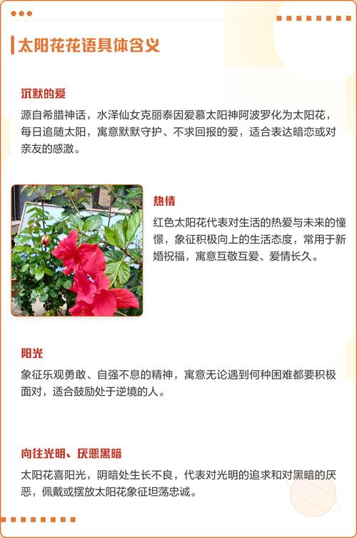 太阳花代表什么意思——从花语寓意到养护全攻略,新手也能四季爆花 常见误区与纠正