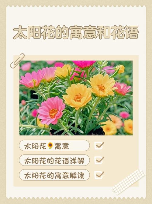 太阳花代表什么意思——从花语寓意到养护全攻略,新手也能四季爆花 总结:核心可执行动作3条