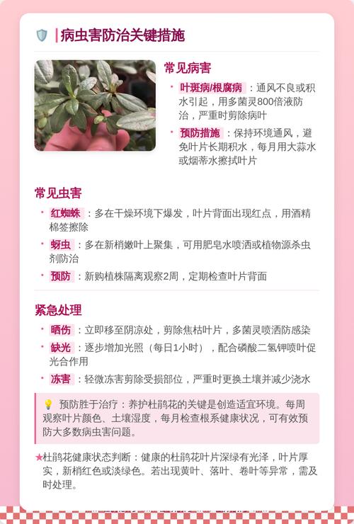杜鹃花可以在家养吗?家庭养护全攻略与注意事项 二、杜鹃花适合家庭环境吗?