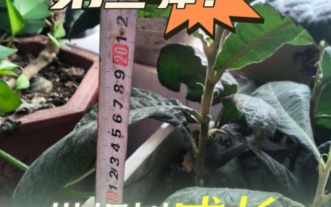 枇杷开花后多少天结果？从谢花到成熟全周期时间表与养护指南