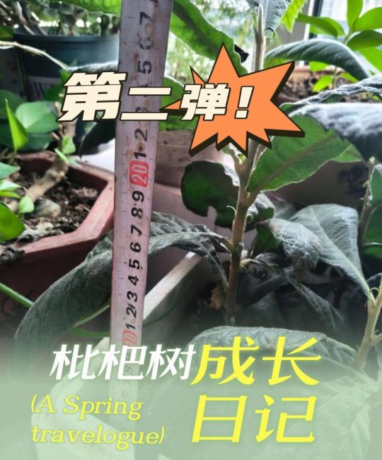 枇杷开花后多少天结果？从谢花到成熟全周期时间表与养护指南