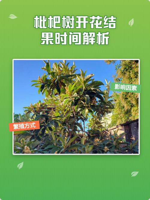 枇杷开花后多少天结果?从谢花到成熟全周期时间表与养护指南 促花促果缩短结果周期:四步精准养护方案