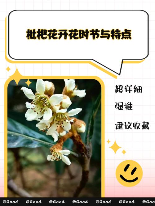 枇杷开花后多少天结果?从谢花到成熟全周期时间表与养护指南 常见问题(FAQ)