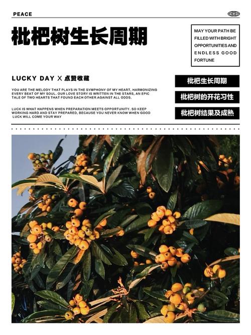 枇杷开花后多少天结果?从谢花到成熟全周期时间表与养护指南 不开花或不结果(落果)的常见诊断与解决