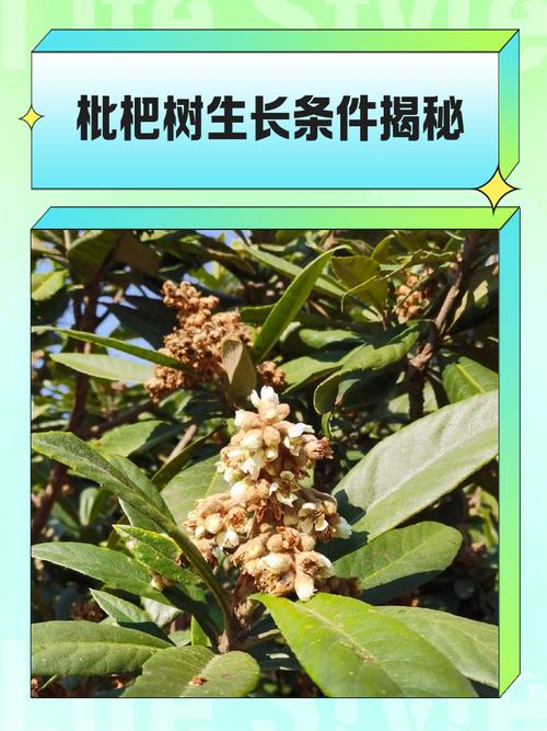 枇杷开花后多少天结果?从谢花到成熟全周期时间表与养护指南 总结