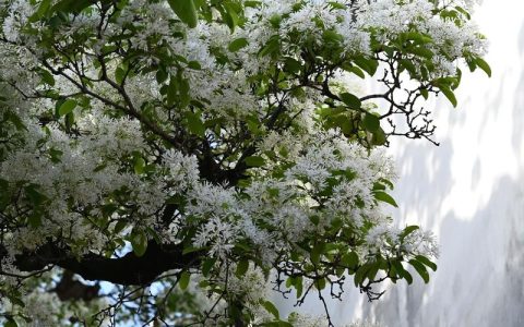 三坊七巷流苏花在哪个位置？春日赏花全攻略与园艺养护指南