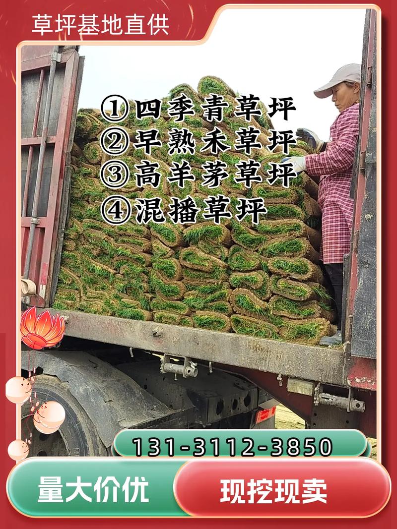 马尼拉草坪多少钱一方?2026年价格参考与影响因素全解析 快速咨询指南
