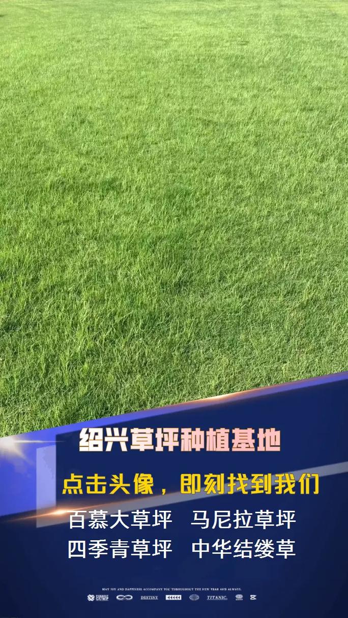 马尼拉草坪多少钱一方?2026年价格参考与影响因素全解析 FAQ