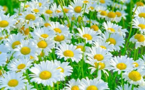 小雏菊什么时候开花？花期管理、养护技巧与促花全攻略