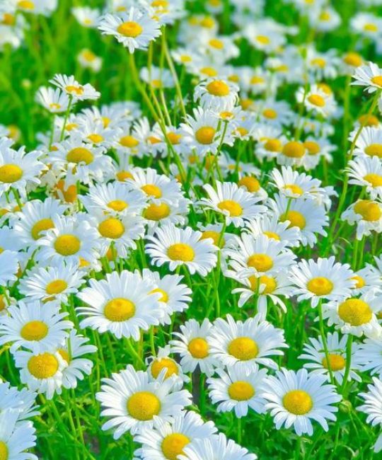小雏菊什么时候开花？花期管理、养护技巧与促花全攻略