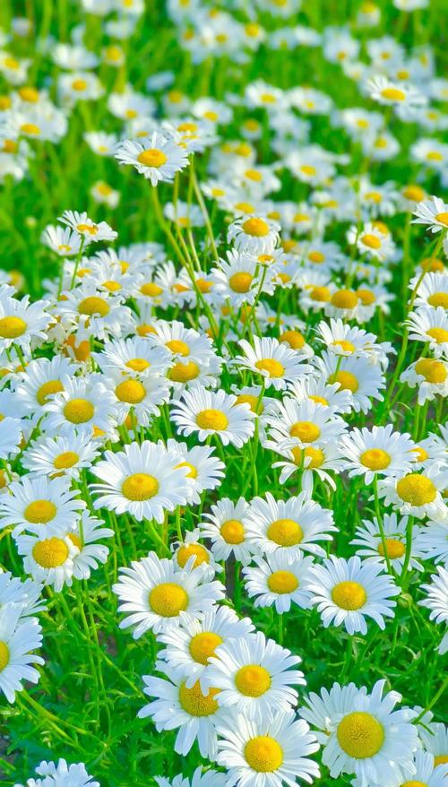 小雏菊什么时候开花？花期管理、养护技巧与促花全攻略