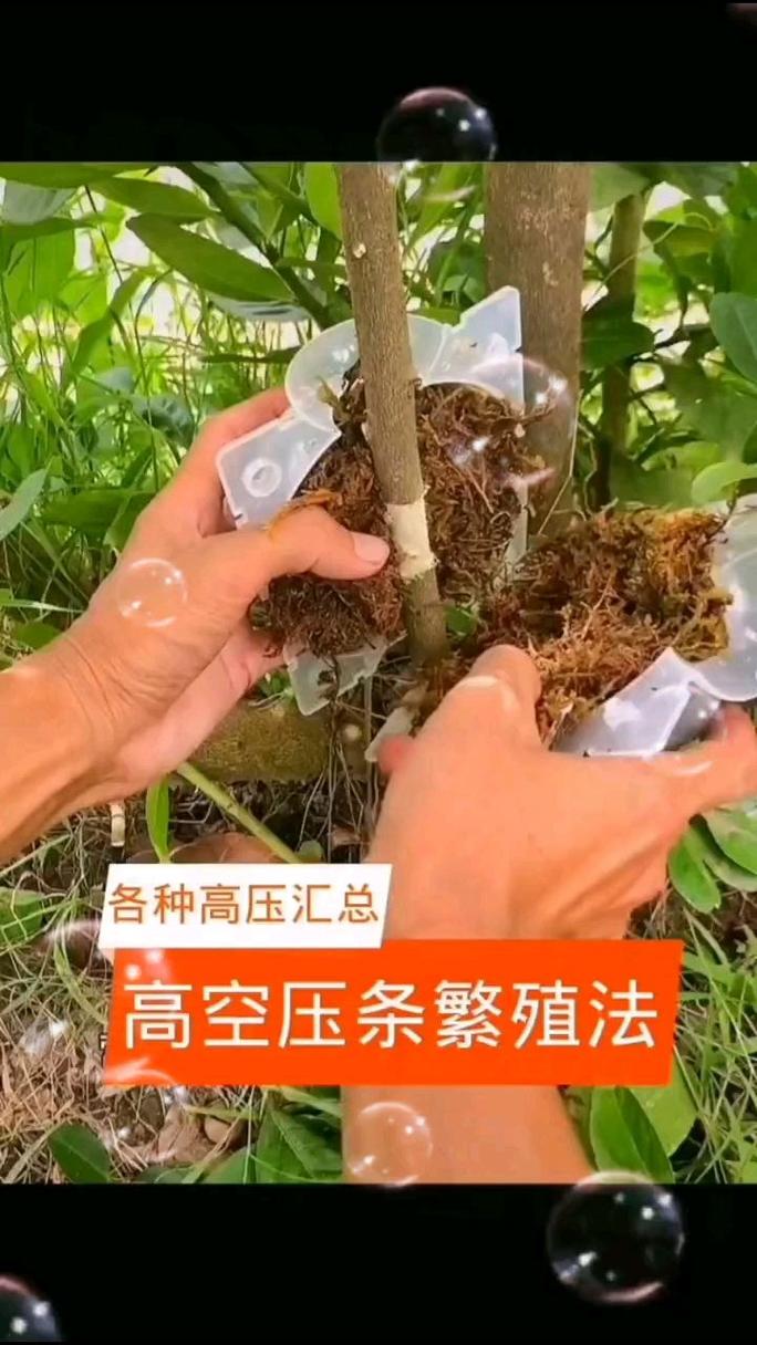 盆栽/地栽选择决策：压条小苗移栽指南