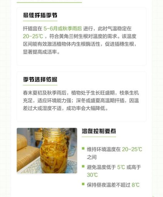 黄角兰可以扦插繁殖吗？白兰嫩枝扦插成活率提升全攻略