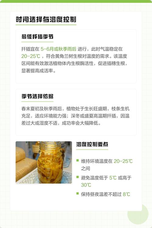 黄角兰可以扦插繁殖吗?白兰嫩枝扦插成活率提升全攻略 黄角兰可以扦插繁殖吗?白兰嫩枝扦插成活率提升全攻略