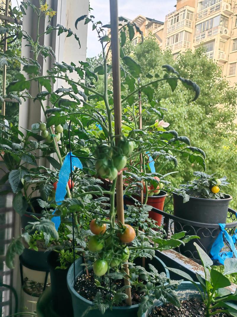 盆栽小番茄的种植方法与管理:从选种到收获的完整指南 4. 栽植深度控制