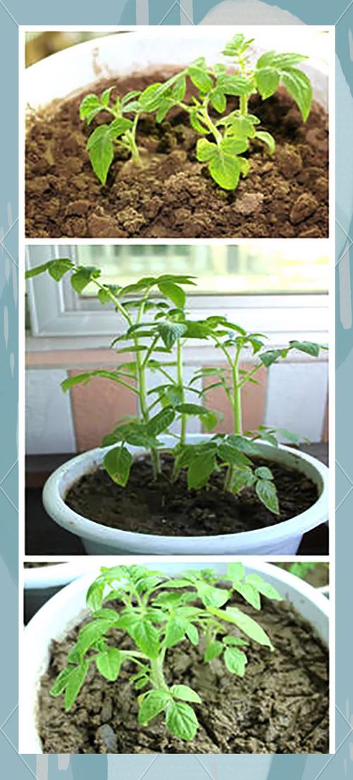 盆栽小番茄的种植方法与管理:从选种到收获的完整指南 常见问题解答 (FAQ)