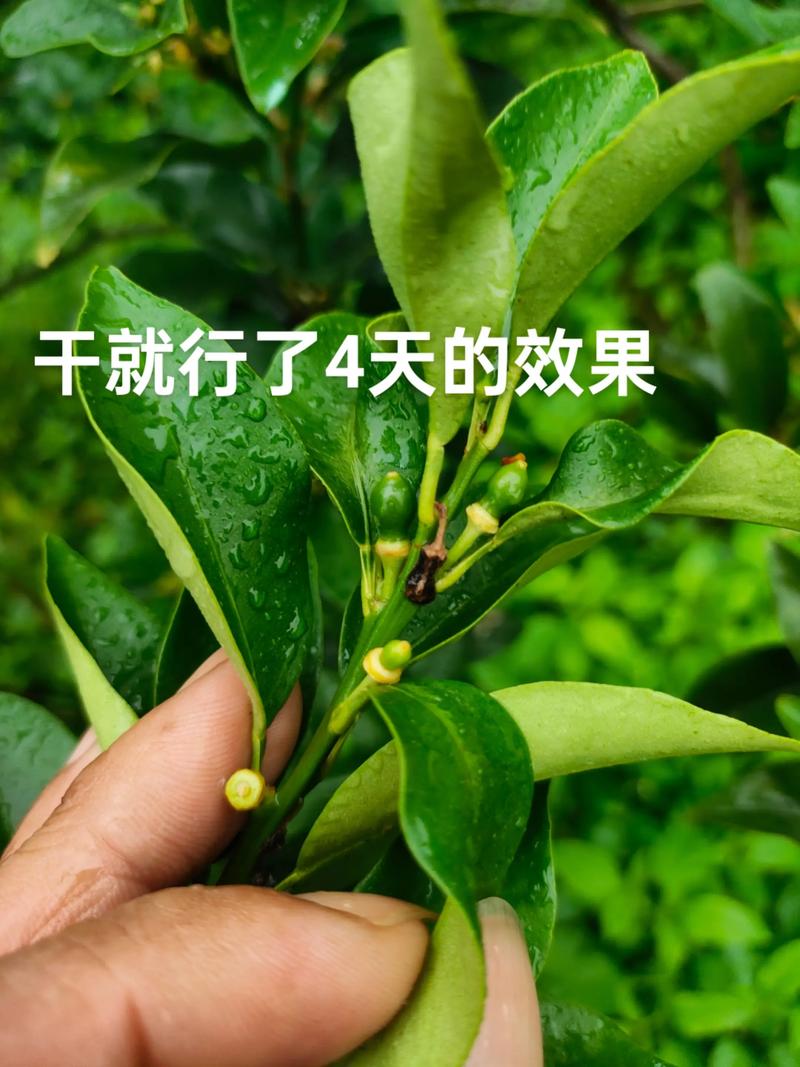 桔子保花保果全攻略:原因分析与实用技术 二、保花保果关键技术